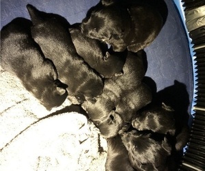 Scottish Terrier Puppy for sale in HOQUIAM, WA, USA