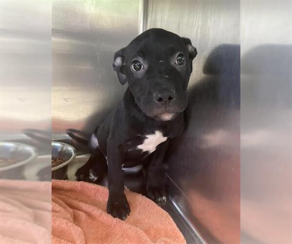 Medium Photo #2 Boxer-Unknown Mix Puppy For Sale in Rosenberg, TX, USA