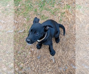 Labrador Retriever-Unknown Mix Dogs for adoption in Rustburg, VA, USA
