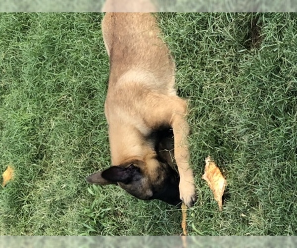 Medium Photo #13 Belgian Malinois Puppy For Sale in HARKER HEIGHTS, TX, USA
