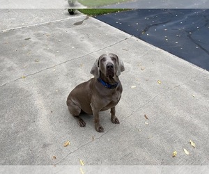 Father of the Weimaraner puppies born on 06/30/2020