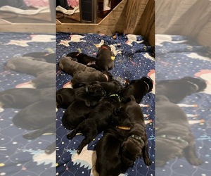 Bullmastiff-Cane Corso Mix Puppy for sale in POLAND, IN, USA