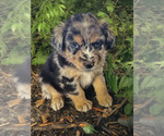 Small Photo #13 Australian Shepherd Puppy For Sale in WILLIAMS, AZ, USA