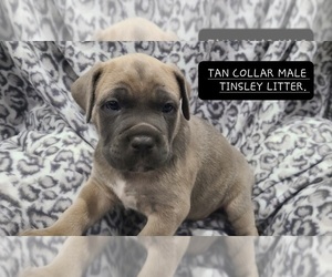 Cane Corso Puppy for sale in RUSSELLVILLE, MO, USA
