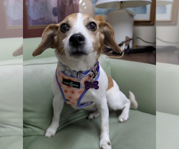 Medium Photo #1 Beagle-Unknown Mix Puppy For Sale in Mundelein, IL, USA