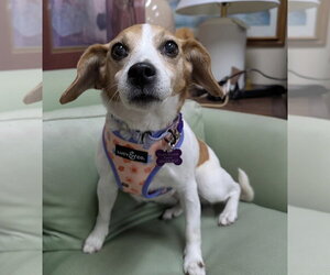 Beagle-Unknown Mix Dogs for adoption in Mundelein, IL, USA