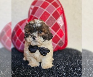 ShihPoo Puppy for sale in INDIANAPOLIS, IN, USA