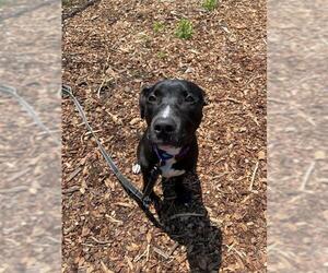 American Pit Bull Terrier Dogs for adoption in Waterford, VA, USA