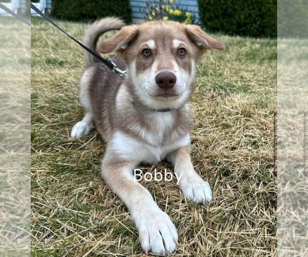 Medium Photo #1 Huskies -Unknown Mix Puppy For Sale in MECHANICSBURG, PA, USA