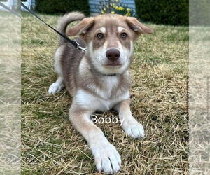 Huskies -Unknown Mix Dogs for adoption in MECHANICSBURG, PA, USA
