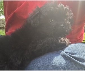 Shiranian Puppy for sale in BROKEN ARROW, OK, USA