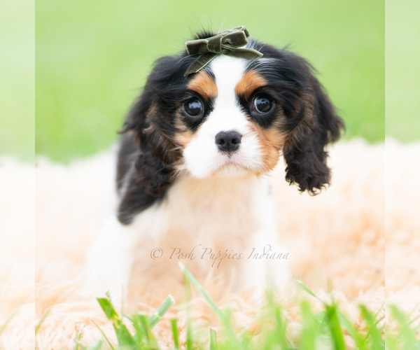 Medium Photo #5 Cavalier King Charles Spaniel Puppy For Sale in WARSAW, IN, USA