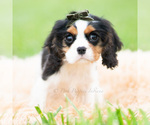 Small #4 Cavalier King Charles Spaniel