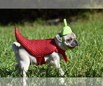 Maple - Female Pug Puppy for Sale - Photo #10