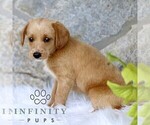 Small #2 Miniature Labradoodle