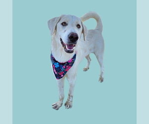 Great Pyrenees-Unknown Mix Dogs for adoption in Bakersfield, CA, USA
