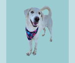 Small Great Pyrenees Mix