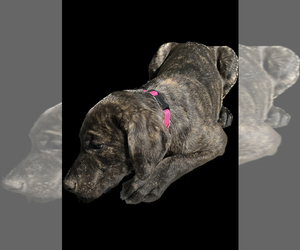 American Staffordshire Terrier-Labrador Retriever Mix Puppy for sale in WASHINGTON, DC, USA