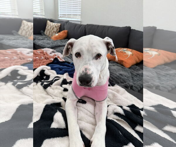 Medium Photo #3 Labrador Retriever-Unknown Mix Puppy For Sale in The Woodlands, TX, USA