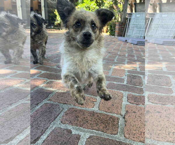 Medium Photo #4 Chi-Poo (Toy) Puppy For Sale in San Francisco, CA, USA