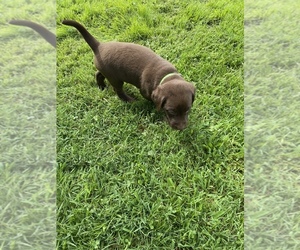 Labrador Retriever Puppy for sale in RUSSELL SPRINGS, KY, USA