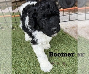 Medium Goldendoodle