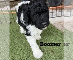 Puppy 7 Goldendoodle
