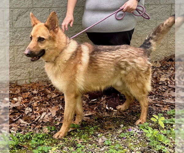 Medium Photo #3 German Shepherd Dog-Unknown Mix Puppy For Sale in Frenchburg, KY, USA