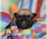 Puppy Puppy 4 French Bulldog
