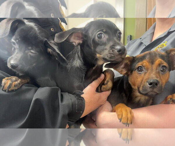 Medium Photo #1  Puppy For Sale in , 