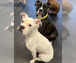 Small #1 Boxer