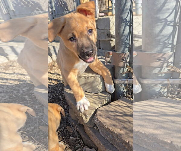 Medium Photo #4 Mutt Puppy For Sale in Estherville, IA, USA