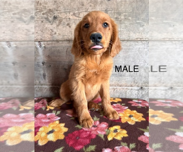 Medium Photo #14 Golden Retriever Puppy For Sale in VERMONTVILLE, MI, USA