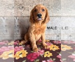 Small #13 Golden Retriever