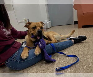 Chinese Shar-Pei-Labrador Retriever Mix Dogs for adoption in Boston, MA, USA