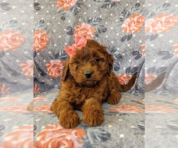 Medium Photo #6 Irish Doodle Puppy For Sale in PEACH BOTTOM, PA, USA