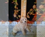Small #1 Goldendoodle (Miniature)