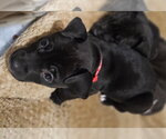 Small Photo #2 Labrador Retriever-Unknown Mix Puppy For Sale in Princeton, MN, USA