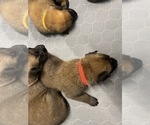 Small Photo #154 Belgian Malinois Puppy For Sale in REESEVILLE, WI, USA