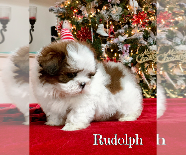 Medium Photo #1 Shih Tzu Puppy For Sale in BUFORD, GA, USA