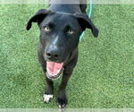 Small #3 American Staffordshire Terrier Mix