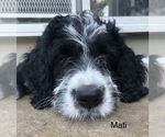 Small Photo #5 Bernedoodle Puppy For Sale in MIAMISBURG, OH, USA