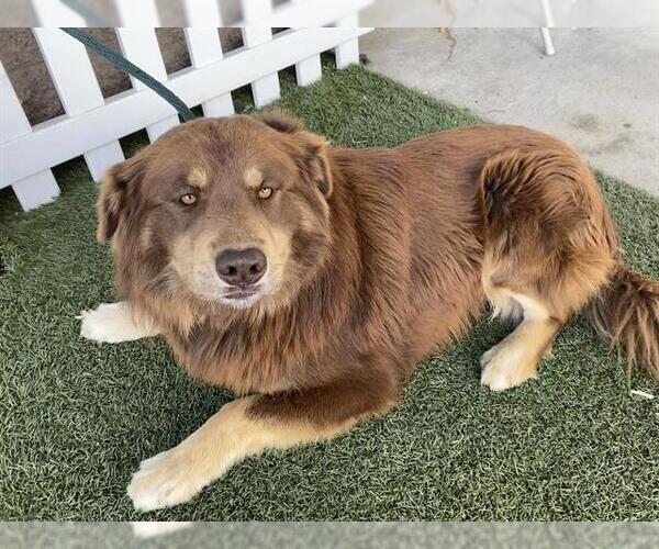 Medium Photo #1 Australian Shepherd Puppy For Sale in Modesto, CA, USA