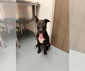 Siberian Husky-Staffordshire Bull Terrier Mix Dogs for adoption in Baytown, TX, USA