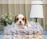 Small #2 Cavalier King Charles Spaniel