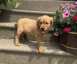 Golden Retriever Puppy for sale in THORP, WI, USA
