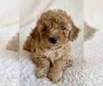 Small Photo #3 Cavapoo Puppy For Sale in RUDD, IA, USA