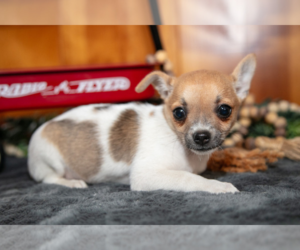 Medium Photo #9 Chihuahua Puppy For Sale in GENEVA, IN, USA