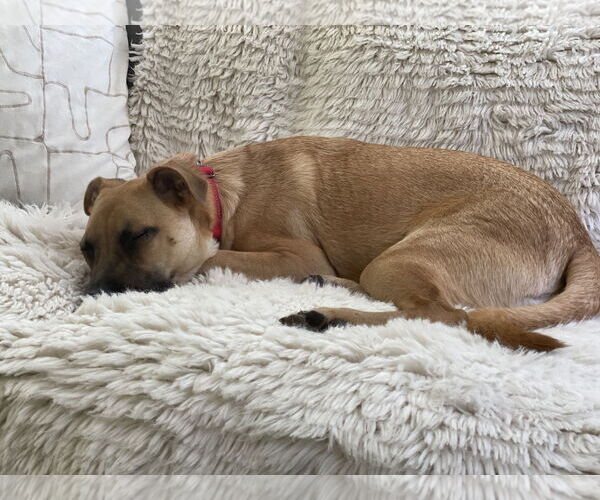 Medium Photo #15 Black Mouth Cur-Pug Mix Puppy For Sale in Dumont, NJ, USA