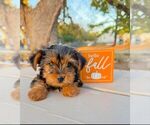 Small #1 Yorkshire Terrier